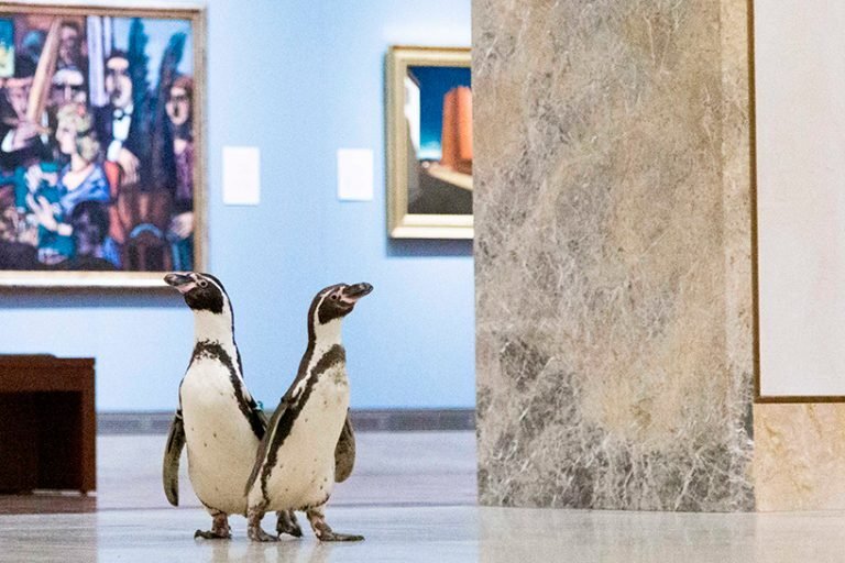 Menggemaskan! Tur Pribadi Ala Trio Pinguin di Museum