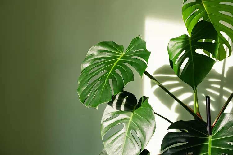 5 Jenis Tanaman Monstera untuk Percantik Rumah Anda