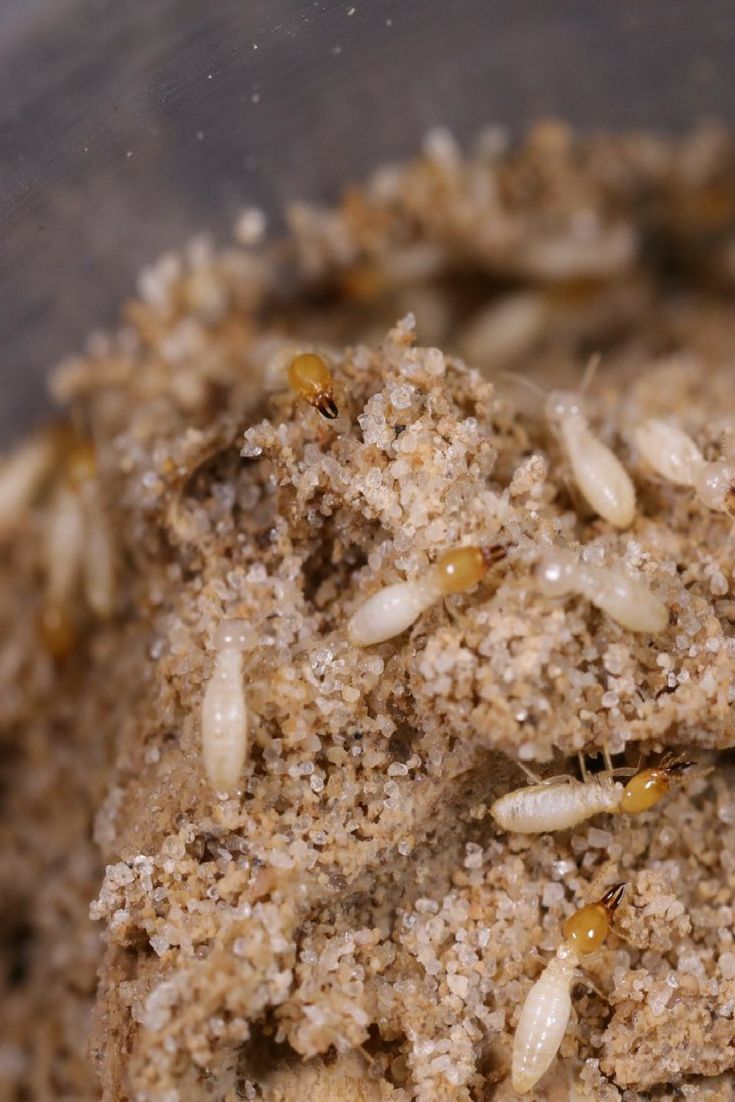 5 Cara Menghilangkan Rayap di Lantai yang Dijamin Ampuh!