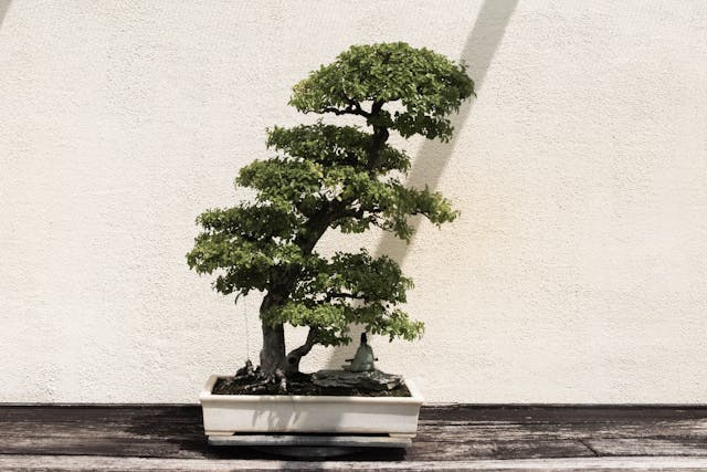 7 Cara Perawatan Tanaman Bonsai Sederhana, Pemula Wajib Tahu