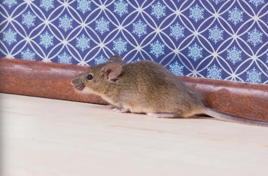 6 Cara Alami Mengusir Tikus dari Kamar Tidur Tanpa Racun