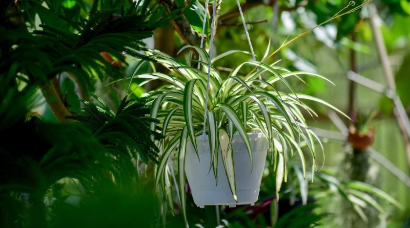 7 Tanaman Hias Gantung Outdoor Tahan Panas & Hujan