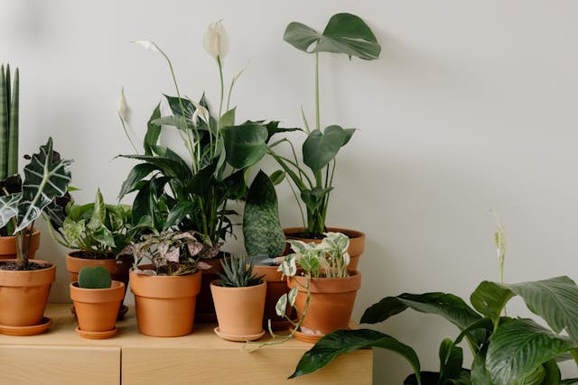 Tidak Cepat Layu & Mati, Ini 7 Tanaman Indoor yang Tahan AC!