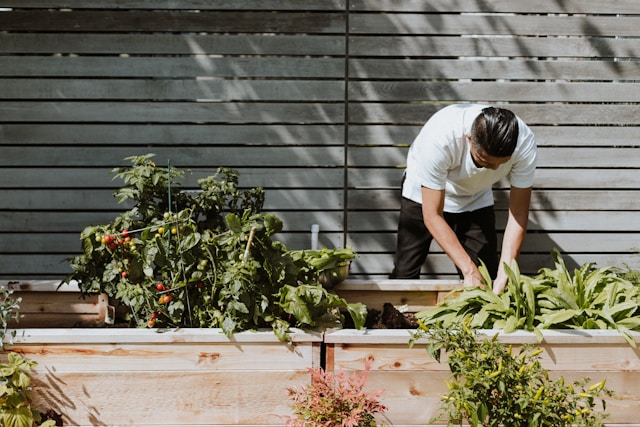 9 Sayuran Paling Mudah Dirawat & Ditanam Di Kebun Rumah!