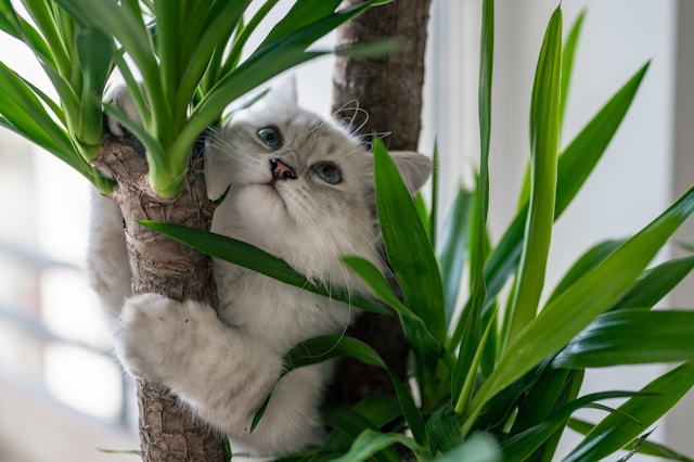 7 Tanaman Hias yang Aman untuk Kucing, Nggak Bikin Khawatir!