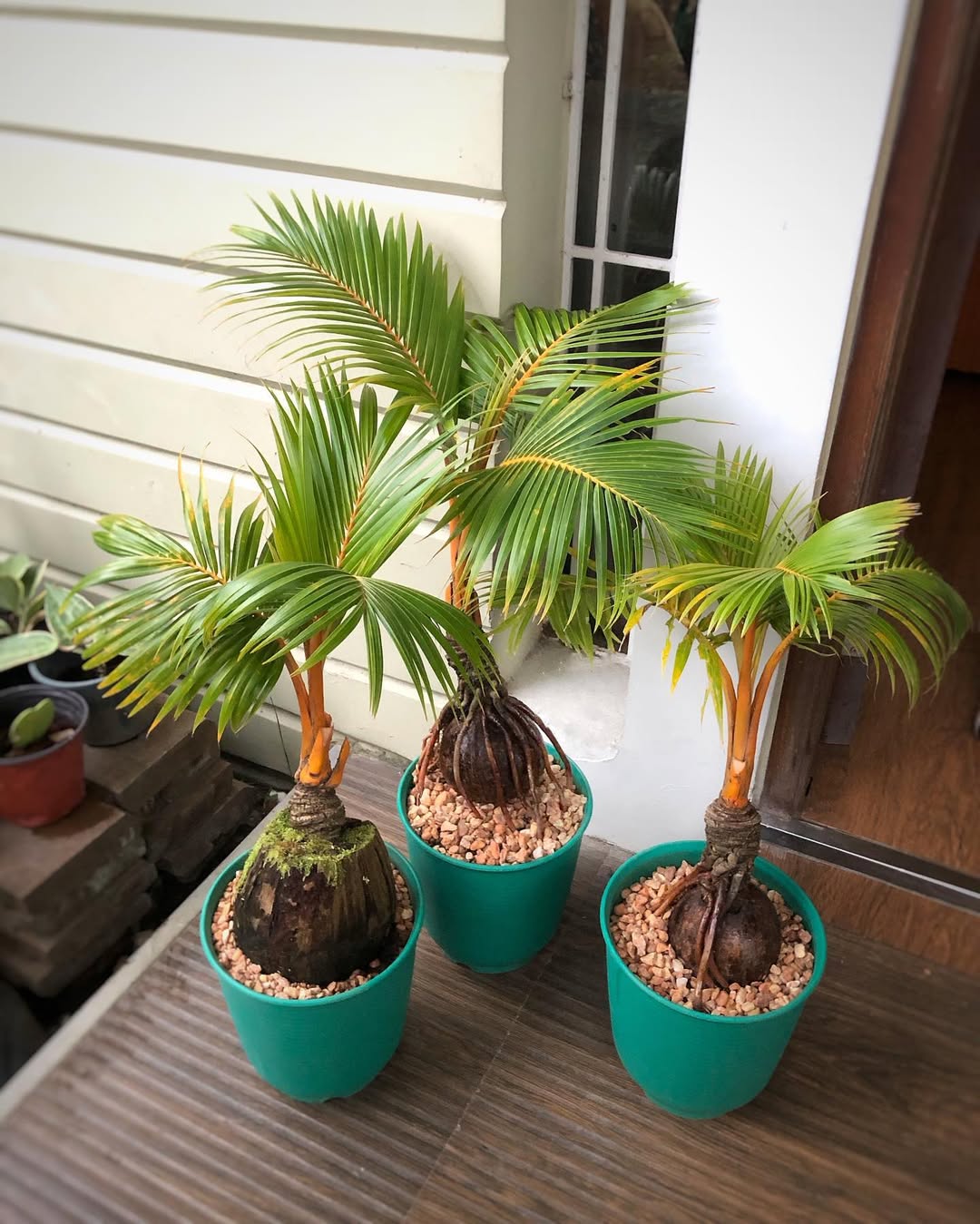 Bonsai Kelapa, Tanaman Mini yang Bikin Rumah Makin Cozy!