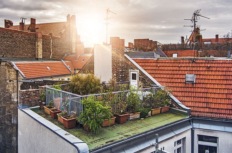 Yuk Bikin Kebun Sayur dan Bunga di Rooftop Rumah Anda!